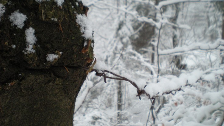 La natura si ribella