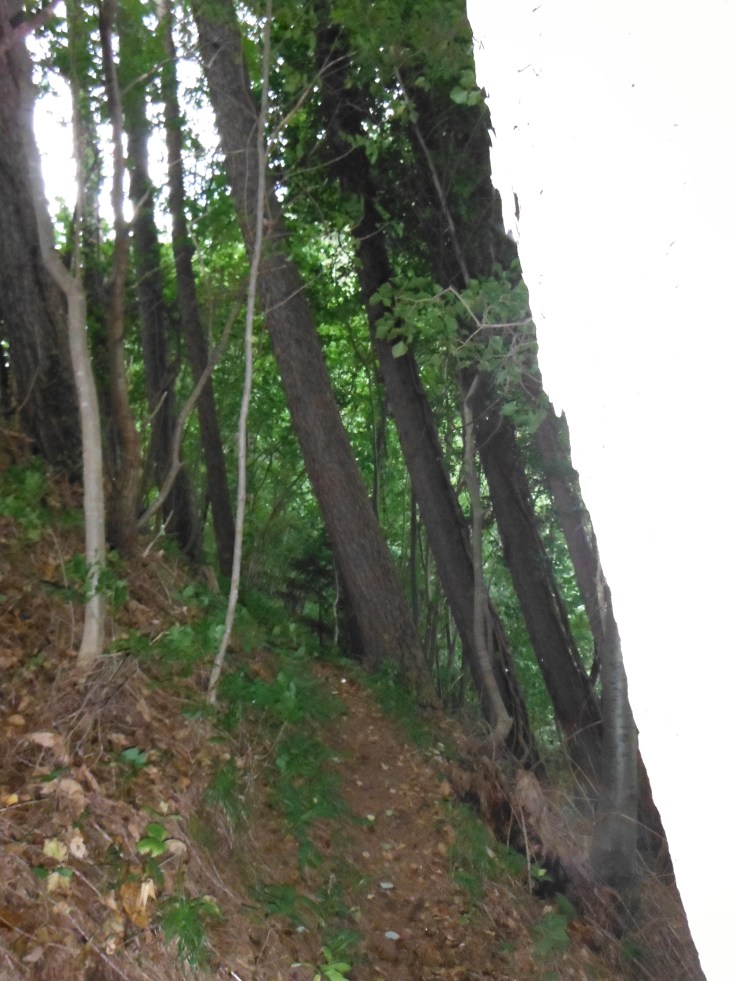Alberi storti