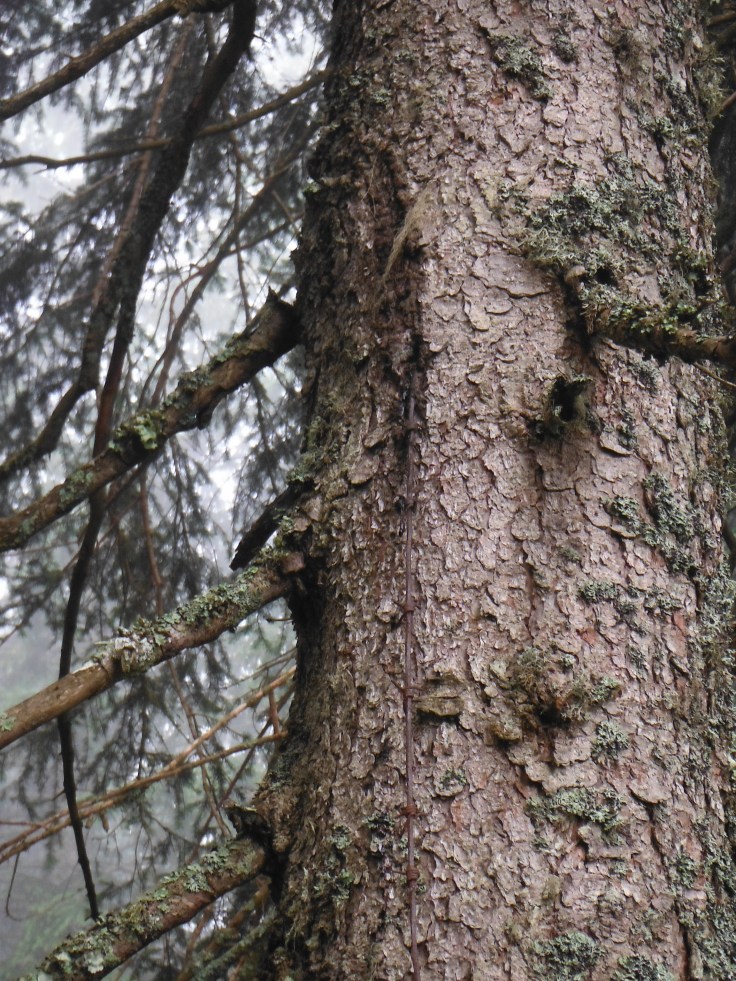 Il tempo risolve.. Un filo spinato "mangiato" da un abete