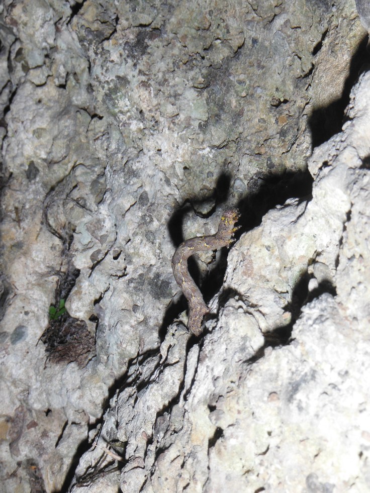 Climber anonimo su "conglosmerdato"