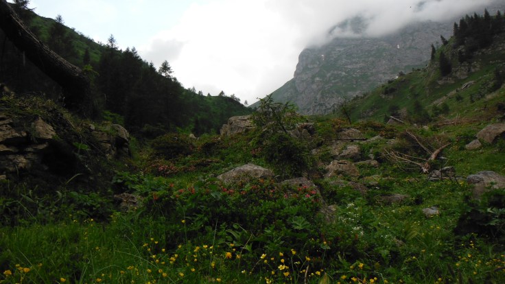 fra resti d'albero e rododendri