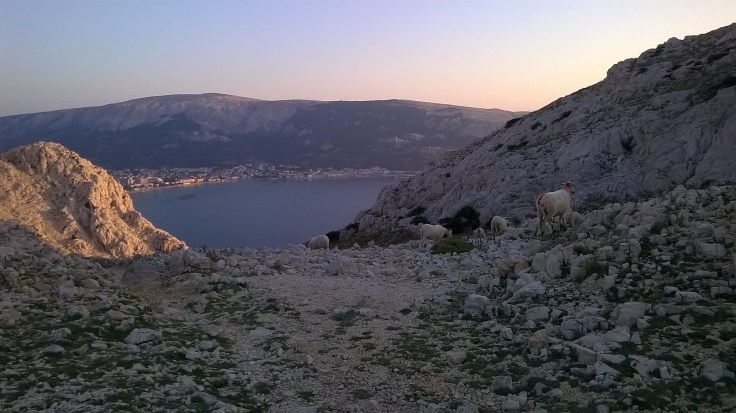 In forcella, mezzo alle pecore