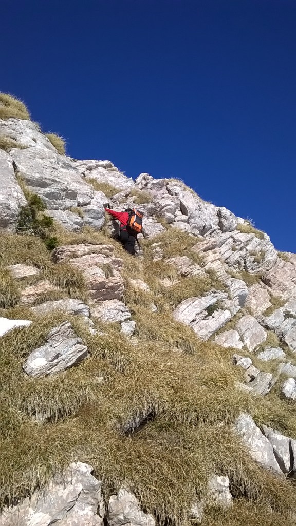 Alle prese con il passo dell'alberello
