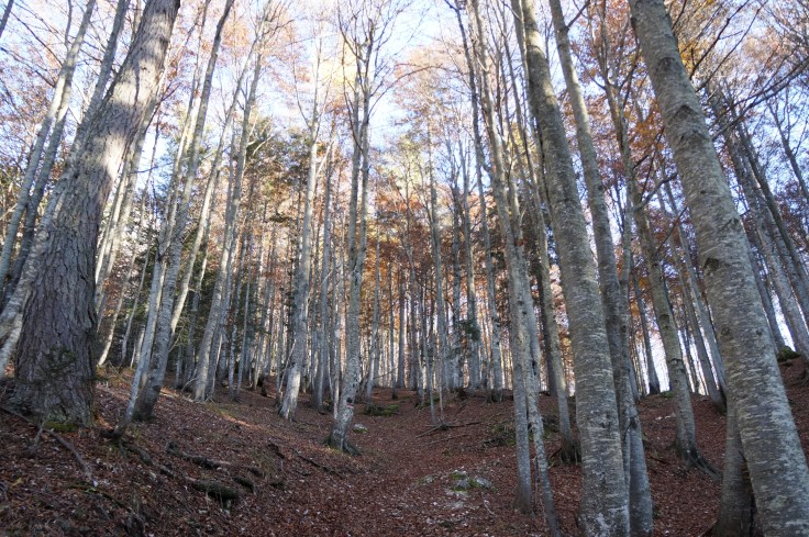 Alberi felici